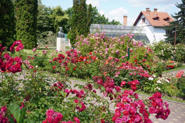 Trandafirii au înflorit la Grădina Botanică Cluj | Foto: Grădina Botanică "Alexandru Borza" Cluj-Napoca Universitatea Babeș-Bolyai – Facebook