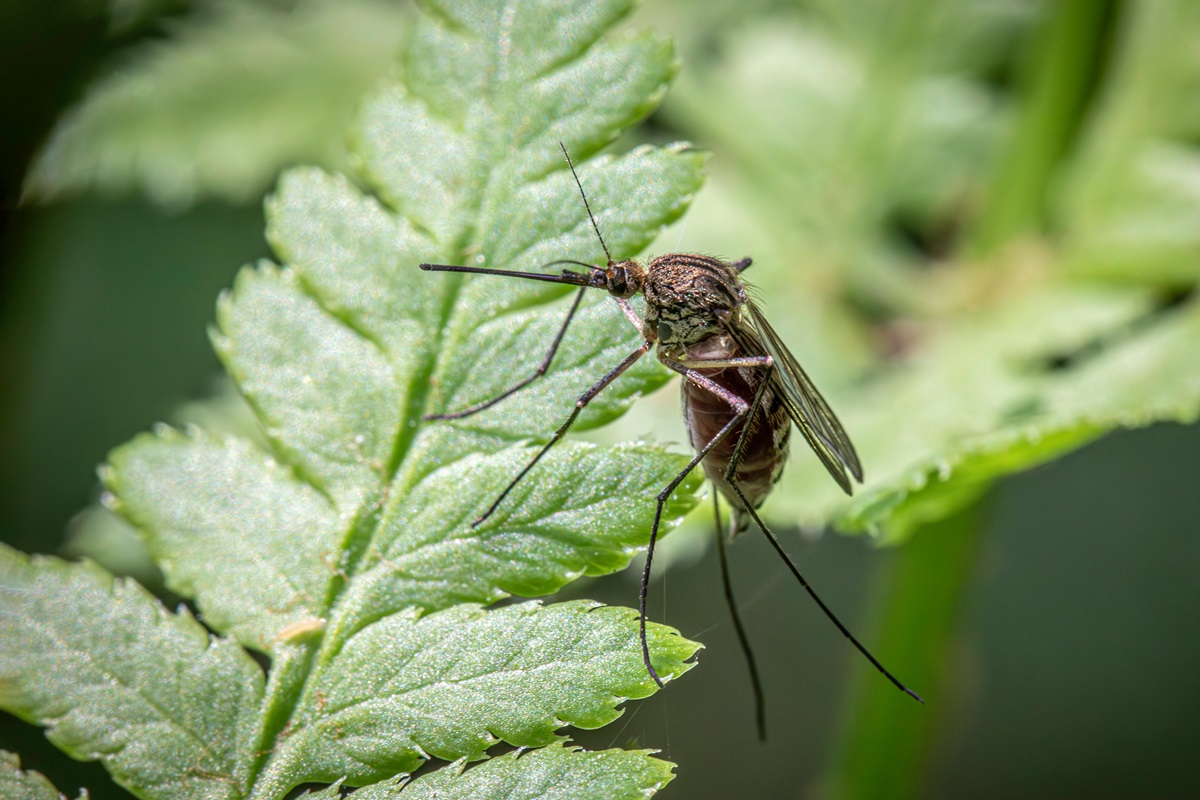 Numărul de cazuri de Dengue și West Nile în Europa crește alarmant. Foto: pexels.com