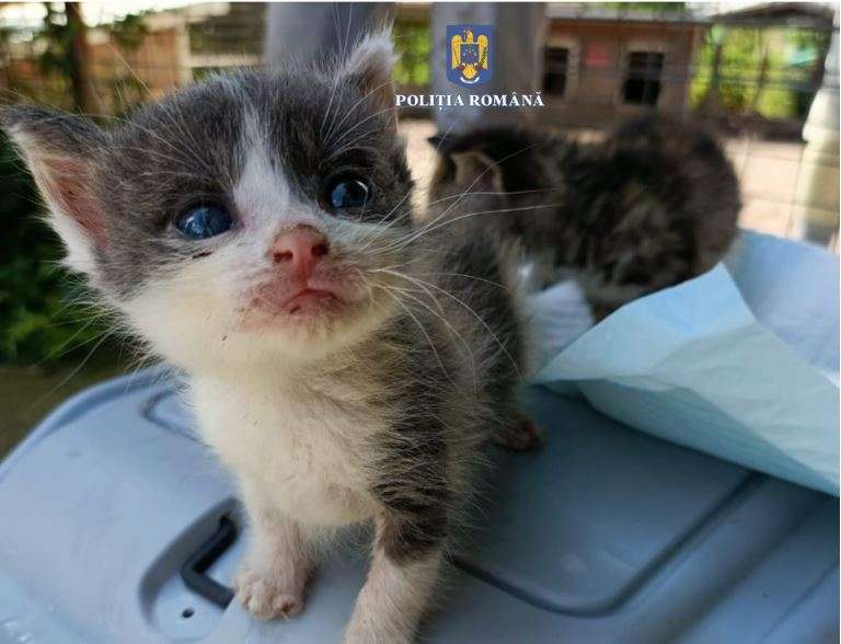 Un bărbat a fost amendat cu 12.000 de lei de poliţiştii din Caraş-Severin după ce a abandonat cinci pui de pisică lângă un container de gunoi| Foto: Poliția Română