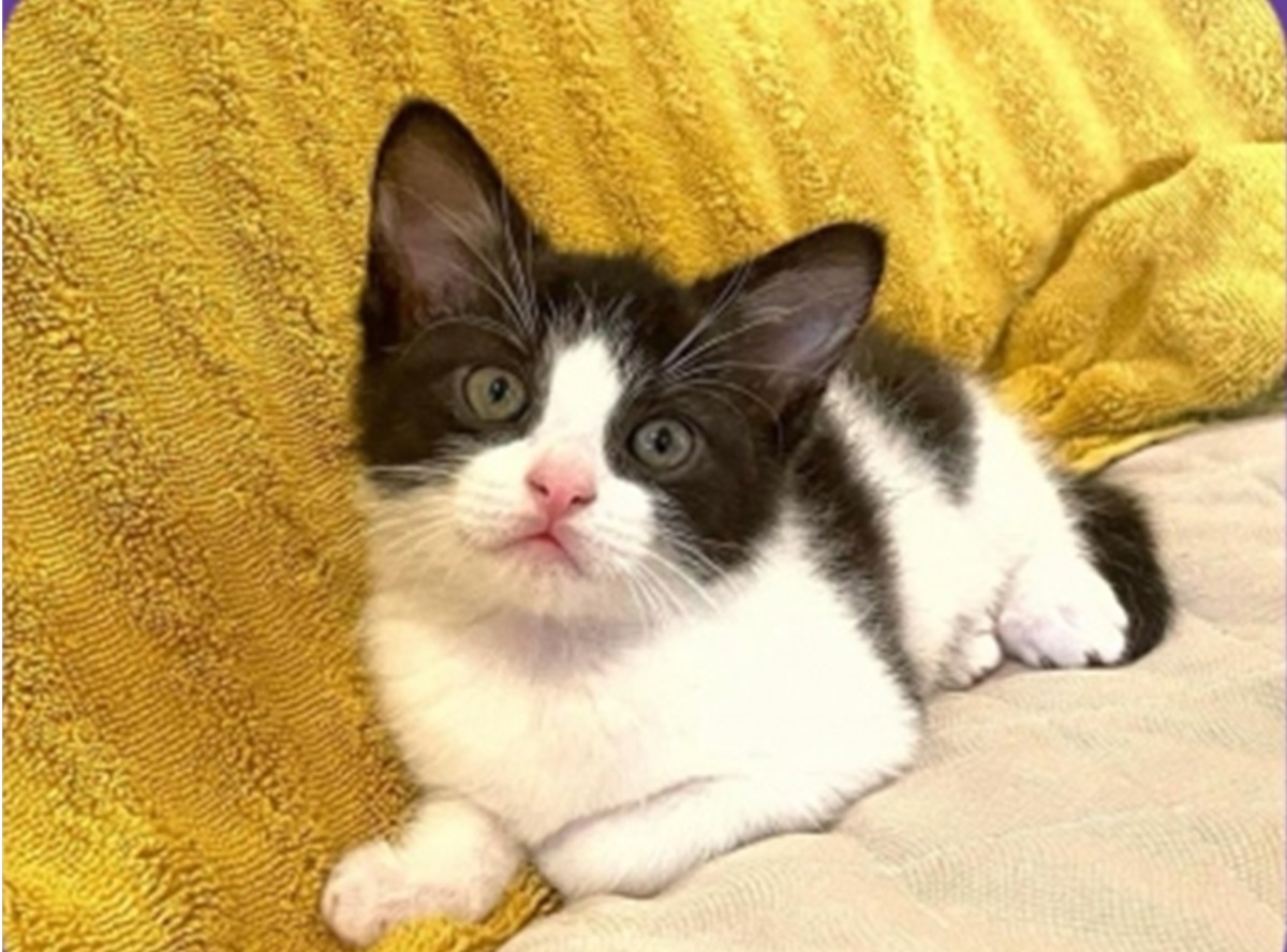 Zuko a mieunat atât de mult încât a răgușit până a primit îngrijiri. Foto:  bestfriendsfelines