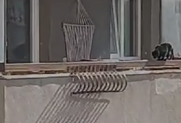 Un videoclip devenit viral pe rețelele de socializare a stârnit indignare și îngrijorare în rândul locuitorilor din Cluj-Napoca| Foto: Protectia Animalelor Cluj - Facebook