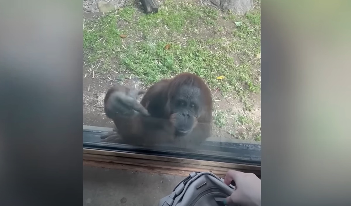 Un urangutan folosește semnale pentru a cere unei vizitatoare să îi dea dulciuri. Foto: captură Youtube / SWNS