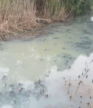 Pârâul de pe Valea Mărăloiu din Apahida