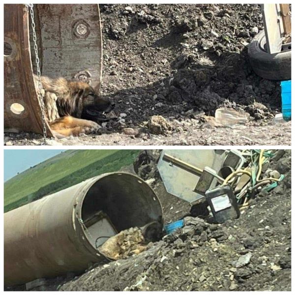 Câine legat de un cilindru metalic pe şantierul de pe A3