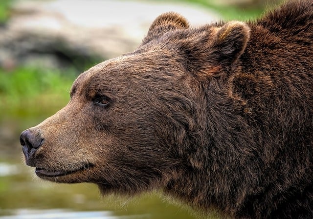 Ursul care a omorât o tânără de 19 ani pe traseul Jepii Mici a fost împuşcat| Foto: pixabay.com
