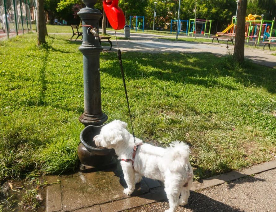 Cișmele pentru patrupezi