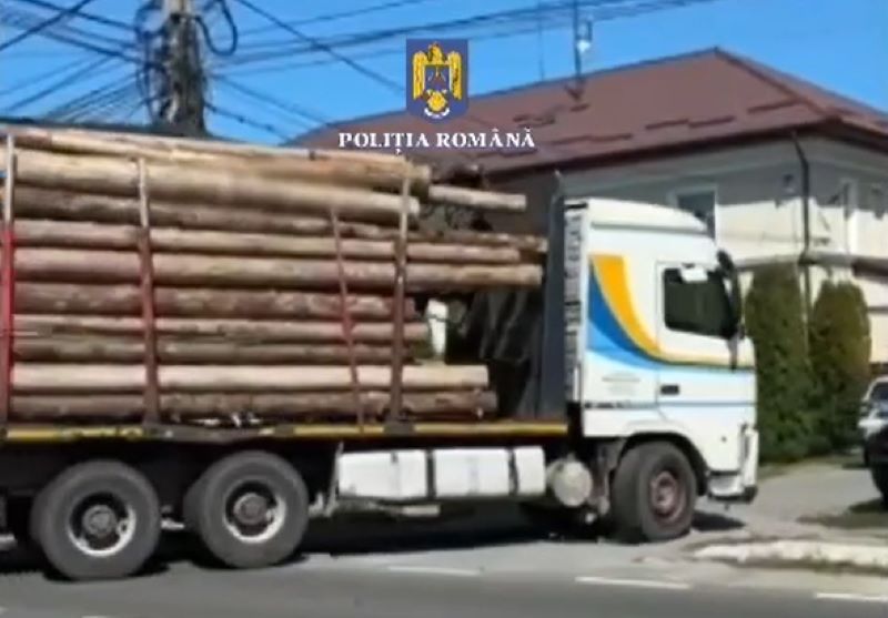 Cum se fură din pădurile Clujului! Lemn în valoare de 300.000 de lei