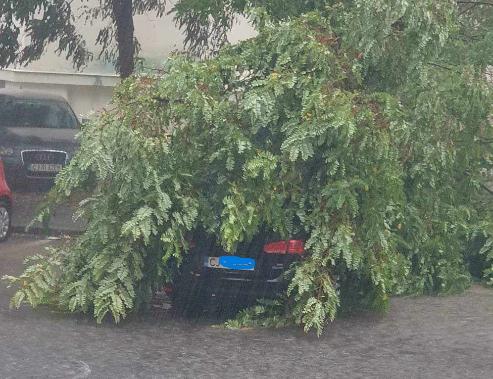 Copac căzut peste o mașină | Foto: Info Trafic jud Cluj - Facebook