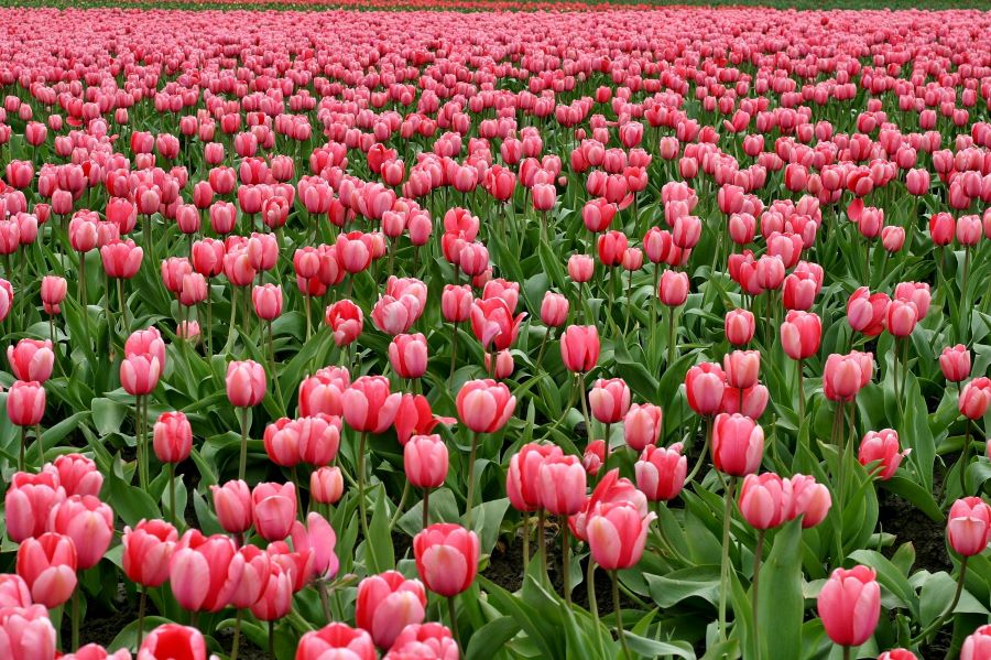 Ce floare ești în funcție de zodie  | Foto: pexels.com