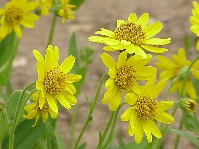 Arnica: Planta cu proprietăți calmante și beneficiile sale pentru sănătate| Foto: Kurt Stüber - Wikipedia CC BY-SA 3.0