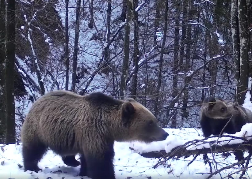 Într-o pădure din Parcul Natural Munții Maramureșului