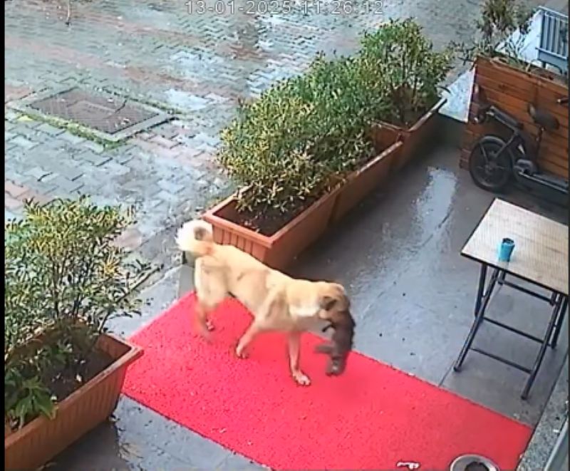 O cățelușă din Turcia și-a dus singură puiul la o clinică veterinară
