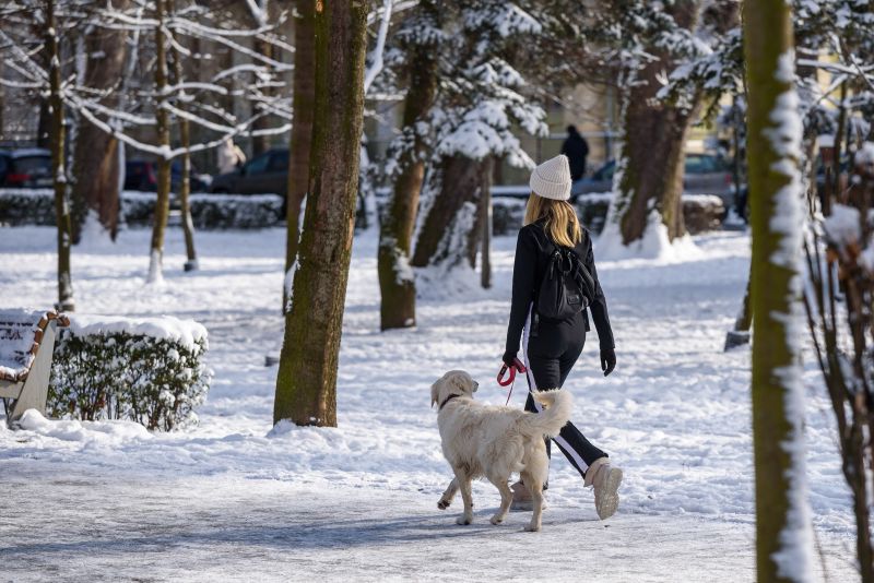 O tânără își plimbă câinele prin zăpada din Parcul Central | Foto: Primăria Cluj-Napoca - Facebook