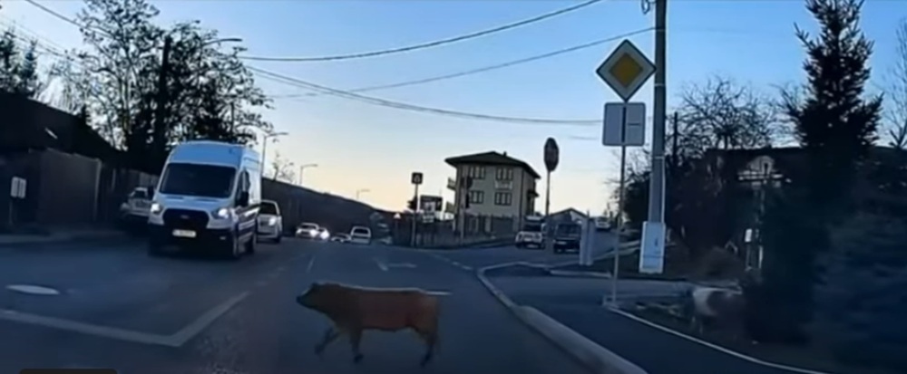 Doi purcei au traversat corect strada pe zebră în Cluj-Napoca