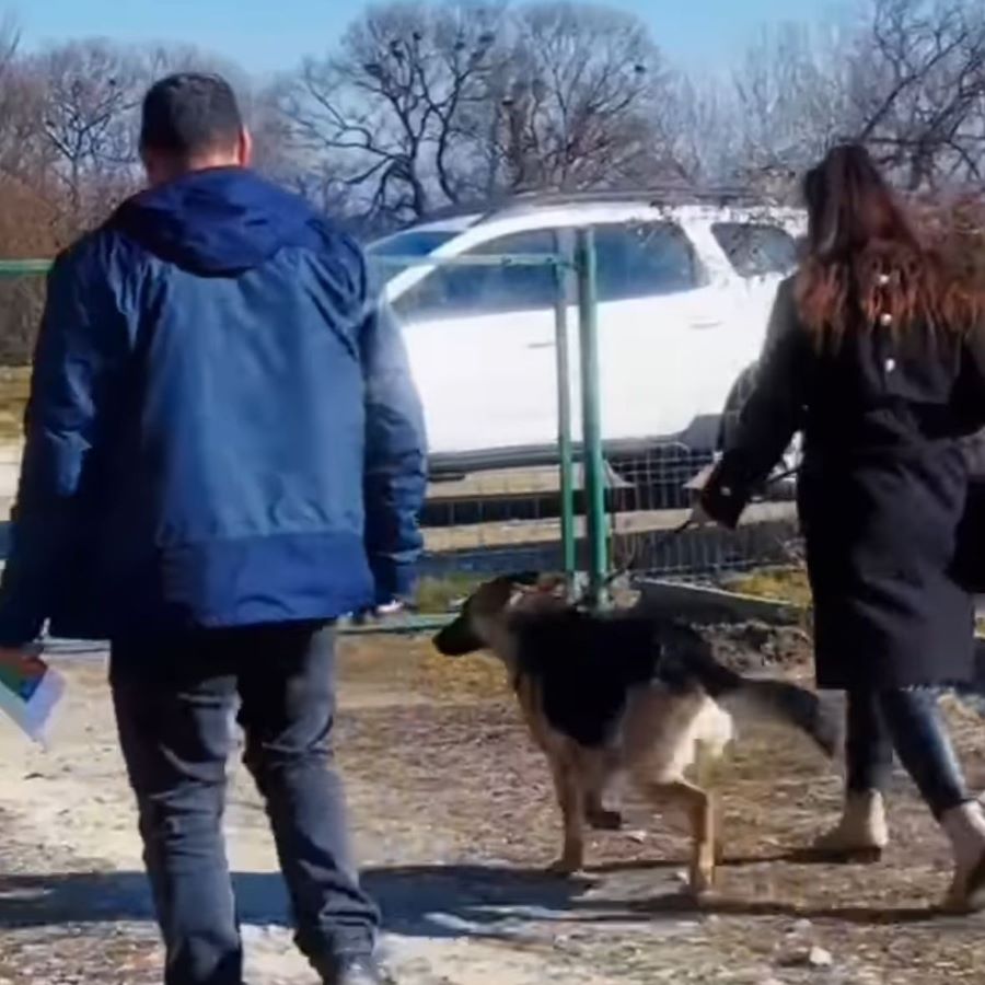 O căţeluşă care a dispărut din Hunedoara în Ajunul Crăciunului