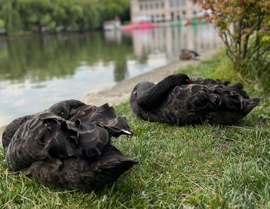 Lebedele s-au întors pe Lacul Chios | Foto: Olga SCRIPNIC - monitorulcj.ro