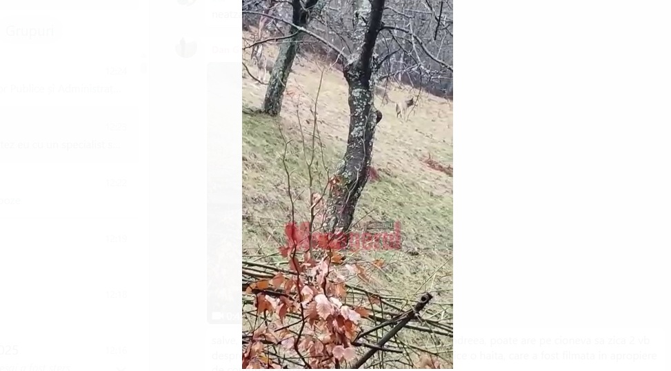 Imagini rare cu șase lupi dând târcoale unei colibe din zona Rășinari au fost surprinse sâmbătă dimineață de un sibian. Imagini: Mesagerul de Sibiu