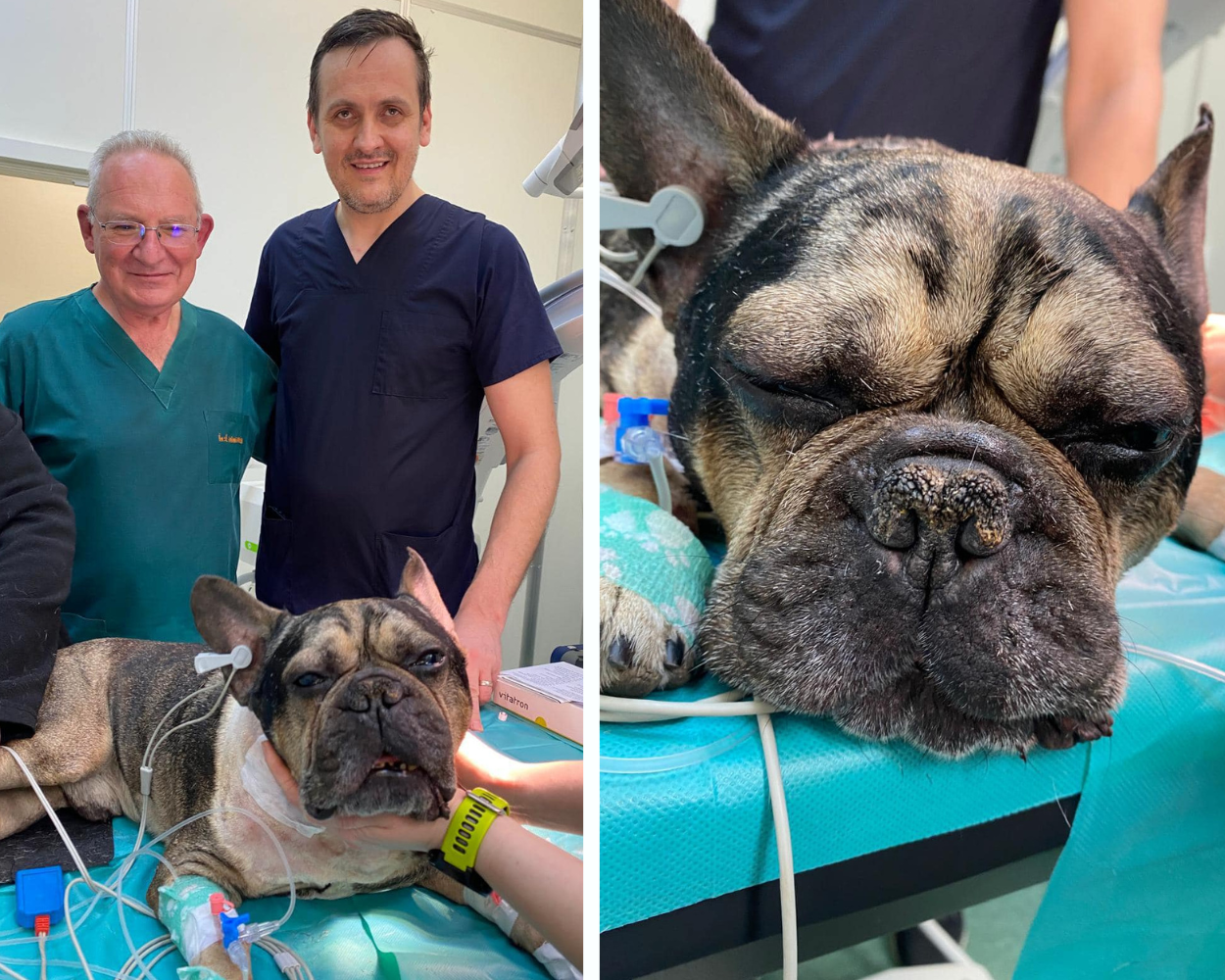Un bulldog francez de 13 ani a fost salvat cu ajutorul unui stimulator cardiac implantat în cadrul unei intervenții fără precedent |Foto: Daniel Tamas- Facebook