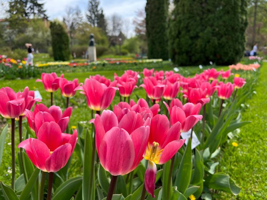 Spectacolul florilor la Grădina Botanică. Lalelele imperiale și clasice înfloresc înainte de Paște | Foto: Grădina Botanică "Alexandru Borza" Cluj-Napoca Universitatea Babeș-Bolyai - Facebook