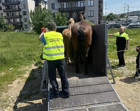 Doi cai găsiți printre mașini au fost ridicați de Poliția Locală din Florești