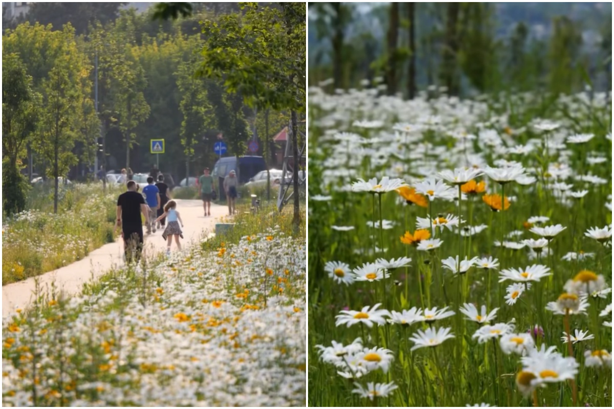 Cluj-Napoca: Malurile Someșului