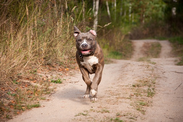 Fetiță atacată de un amstaff la Cluj. Stăpâna