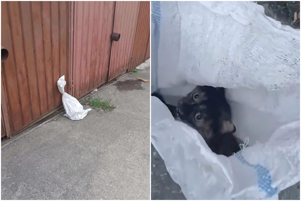 Pisică abandonată într-un sac legat