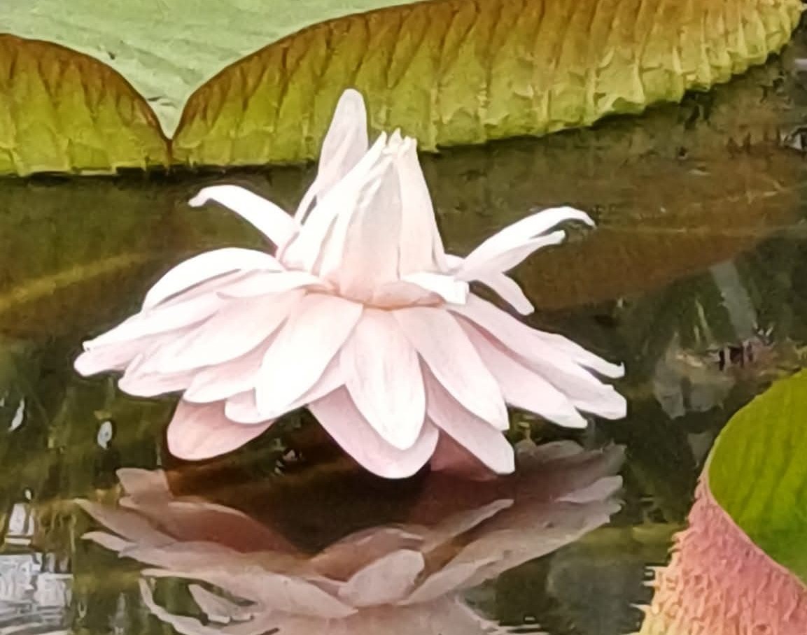 O minune vegetală la Grădina Botanică din Cluj. Victoria cruziana