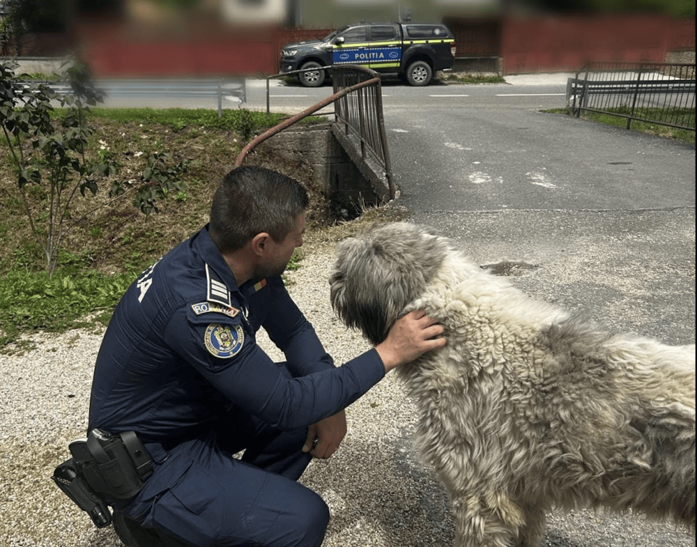 Câine descoperit într-un adăpost ilegal în Căpușu Mic