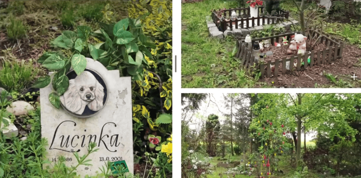 În Cluj-Napoca va fi construit un cimitir pentru animale | Foto: captură video Facebook