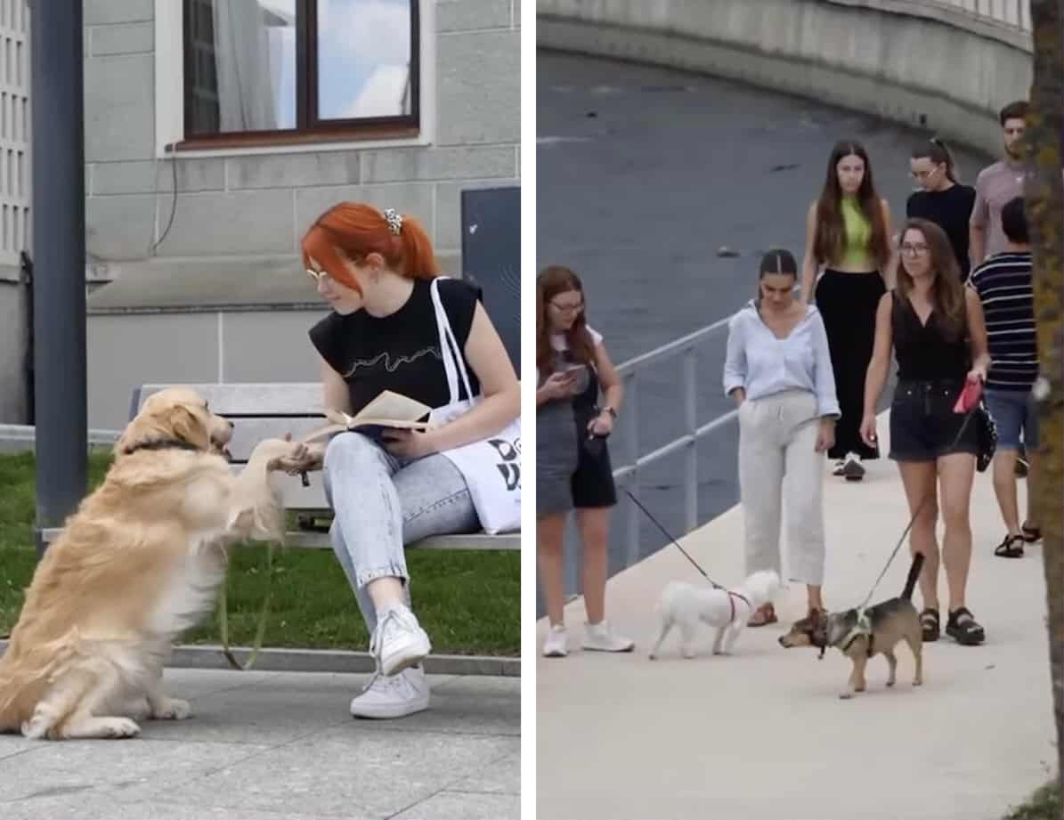 Clujenii își pot steriliza gratuit animalele de companie | Foto: Captură video Facebok