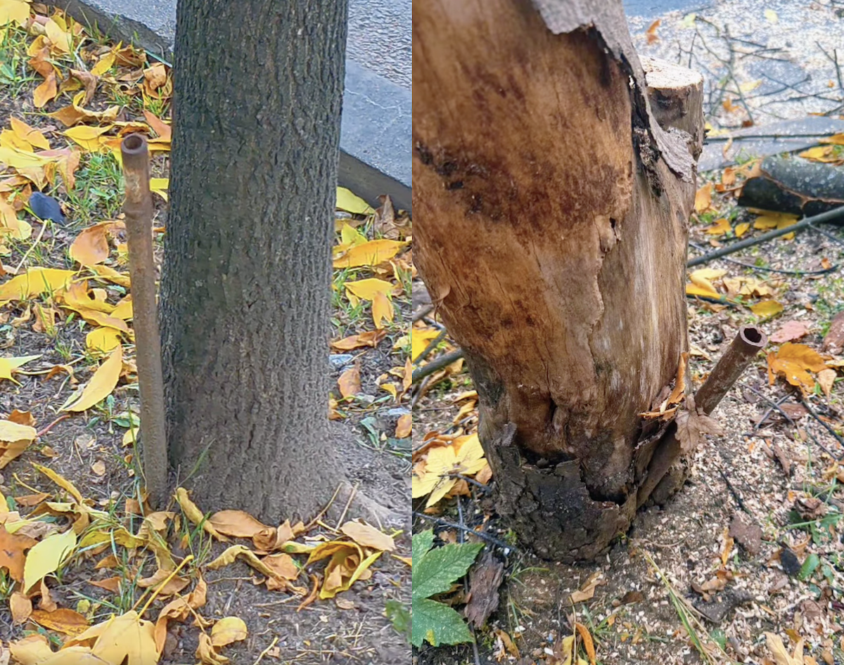 Unii clujeni își bat joc de natură | Foto: Captură video Facebook