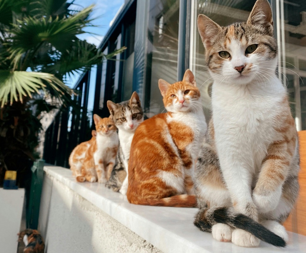 Panică de Revelion: animalele fug