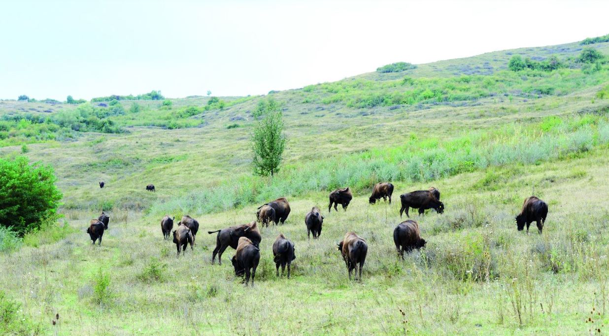 Alertă în Cluj: zeci de cadavre de animale sălbatice