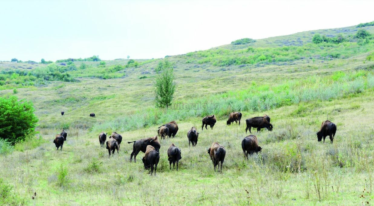 Ferma de la Recea Cristur a fost inaugurată în 2014 / Foto: arhivă foto monitorulcj.ro