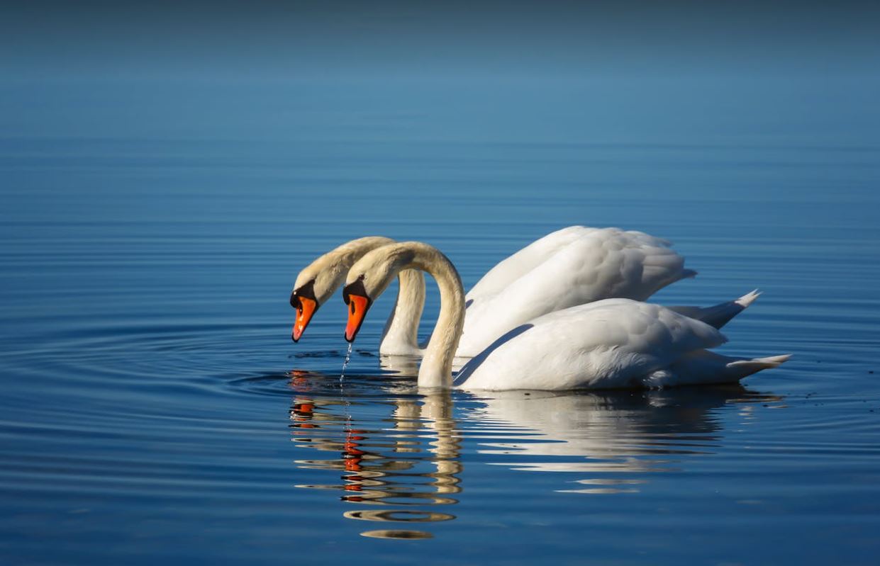 Măsuri stricte de securitate la Gilău după confirmarea unui focar de gripa aviara|Foto: pexels.com