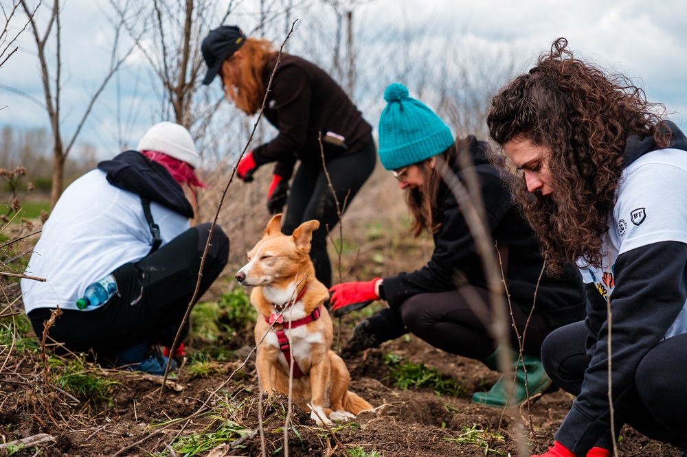 2.500 de copaci