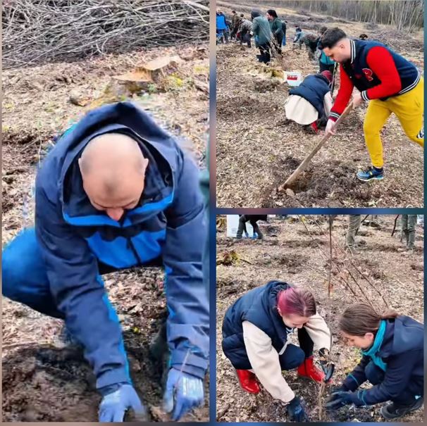 Amplă acțiune de reîmpădurire