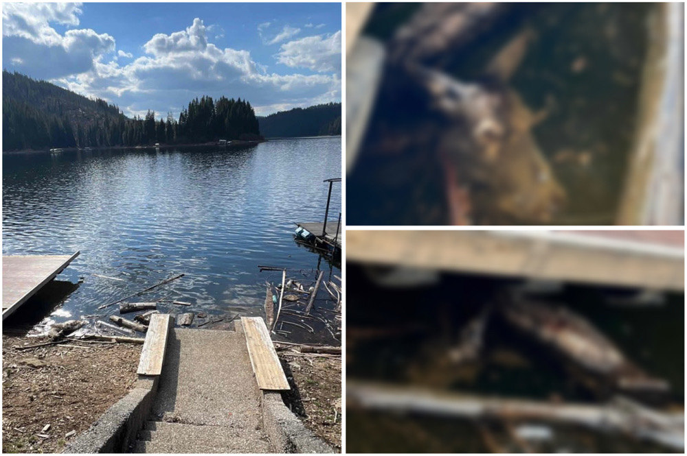 Cadavrul animalului descoperit pe malul Lacului Beliș