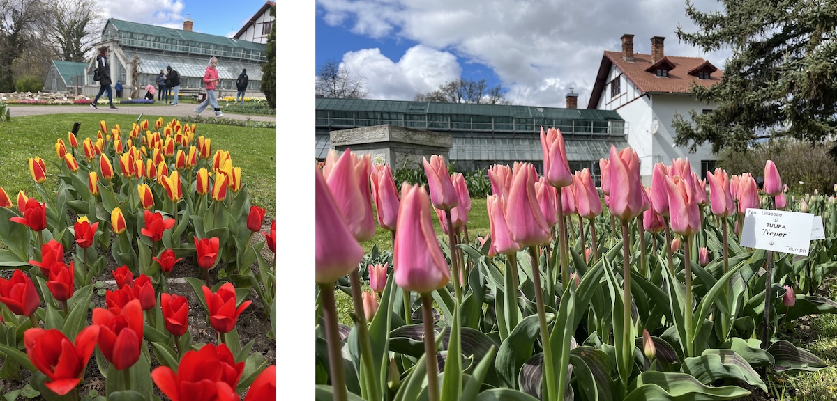 Lalelele au înflorit la Grădina Botanică din Cluj | Foto: Facebook