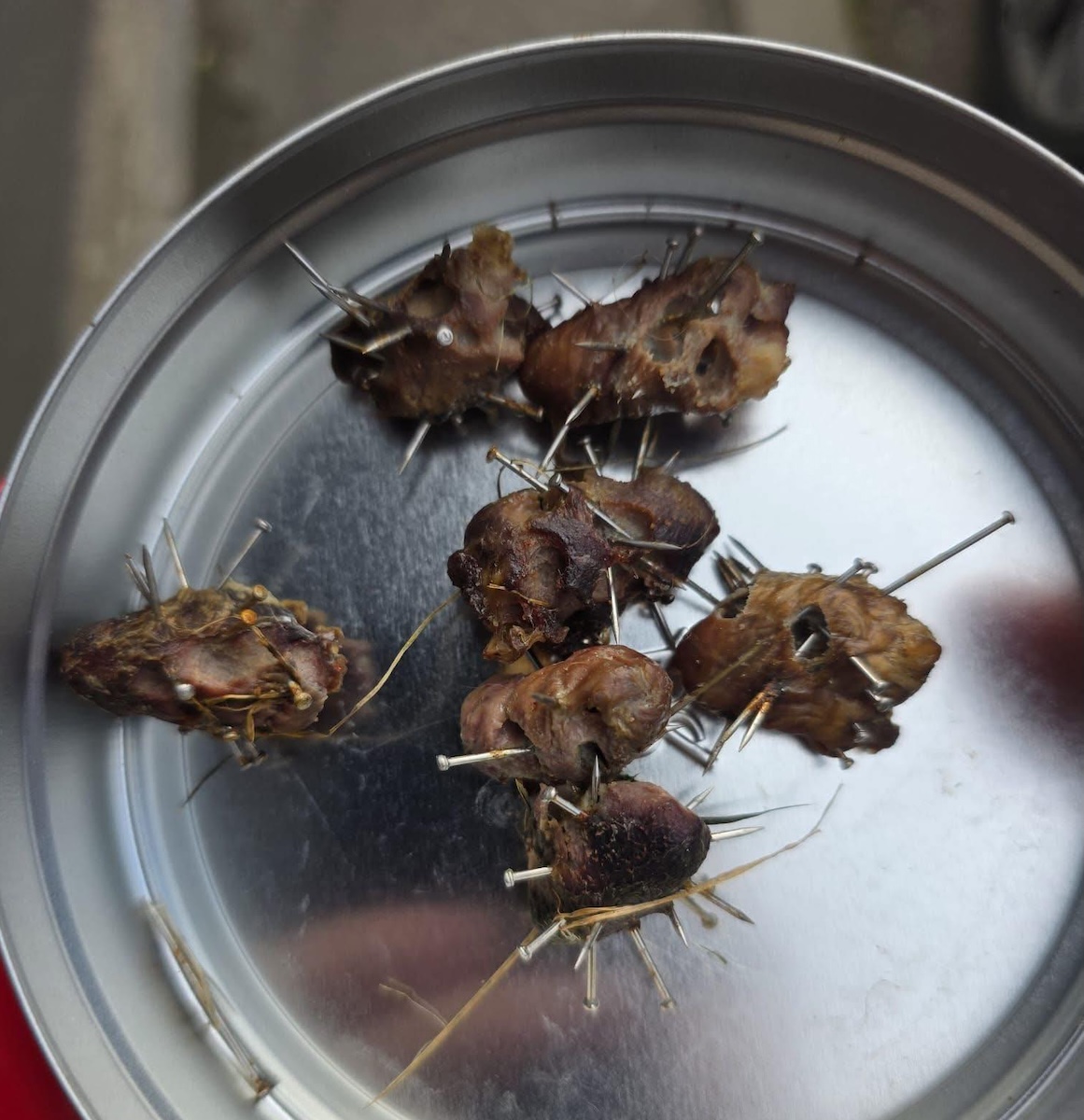 Cuie înfipte în bucăți de carne