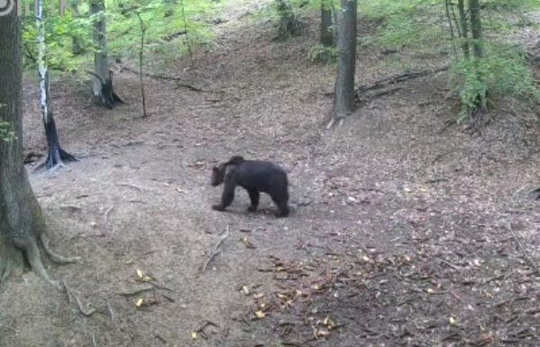 Un urs a fost surprins de camerele de monitorizare în zona Valea Căpriorii. | Foto: Facebook - Primăria Feleacu