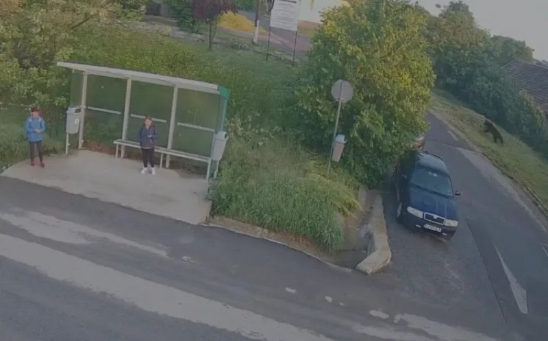 Autoritățile din Apahida au emis o avertizare pentru locuitorii din Dezmir după ce un urs a fost văzut în localitate în dimineața zilei de 17 mai. | Foto: Facebook - Comunitate Dezmir