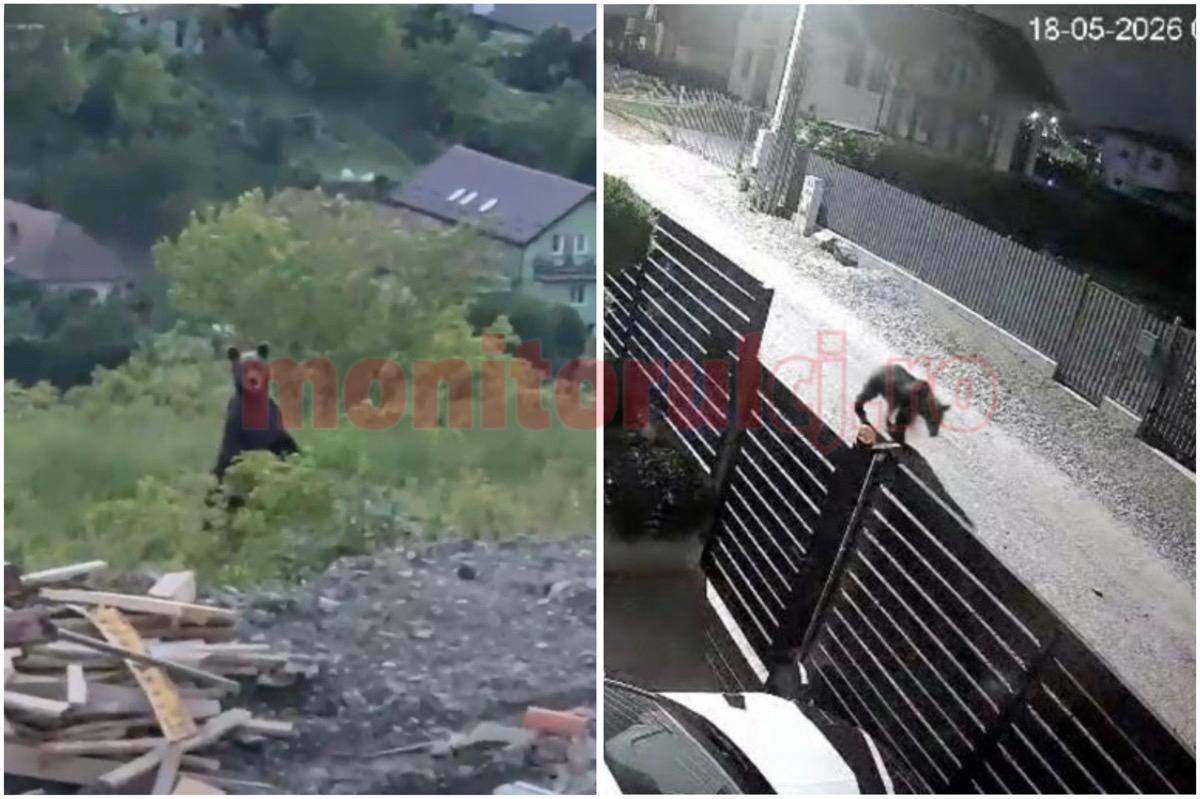 Un urs a fost surprins pe străzile din Dezmir / Foto: cititoare monitorulcj.ro