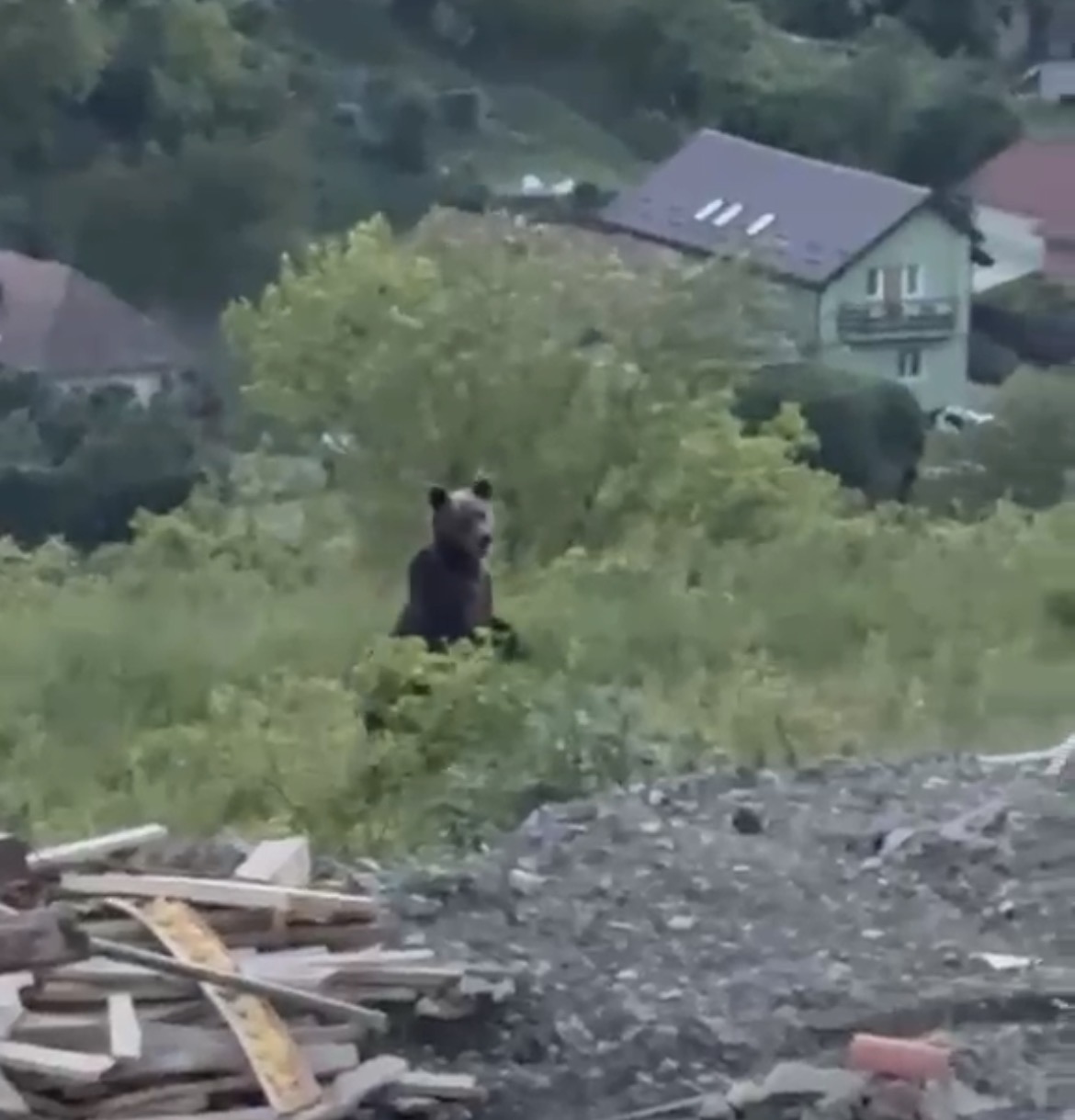 Este a doua oară în ultimele două săptămâni când un urs a fost văzut în Apahida | Foto: cititoare monitorulcj.ro / Fotografie ilustrativă (arhivă)