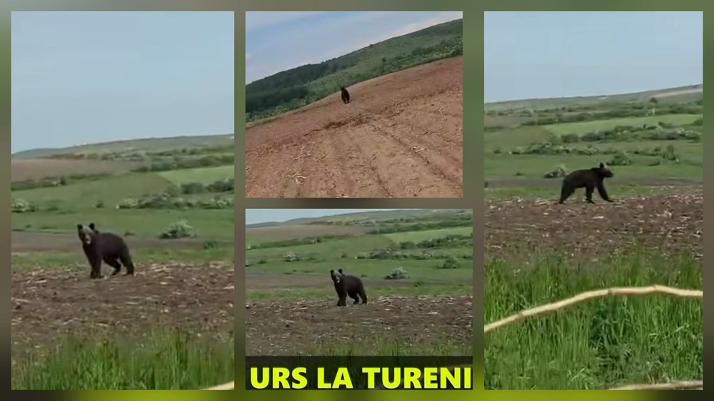 În 2025