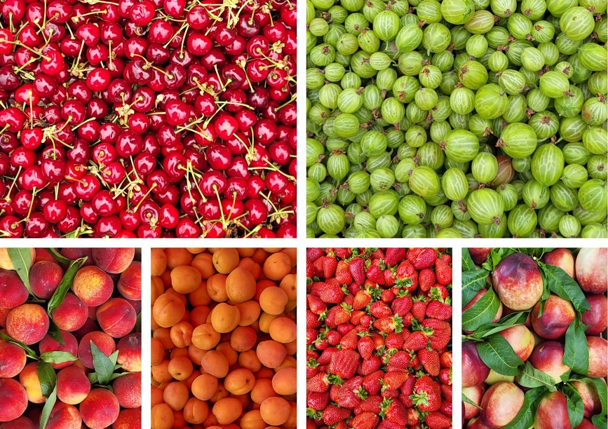 Printre cele mai căutate produse de sezon la Centrul Agro Transilvania se numără căpșunile