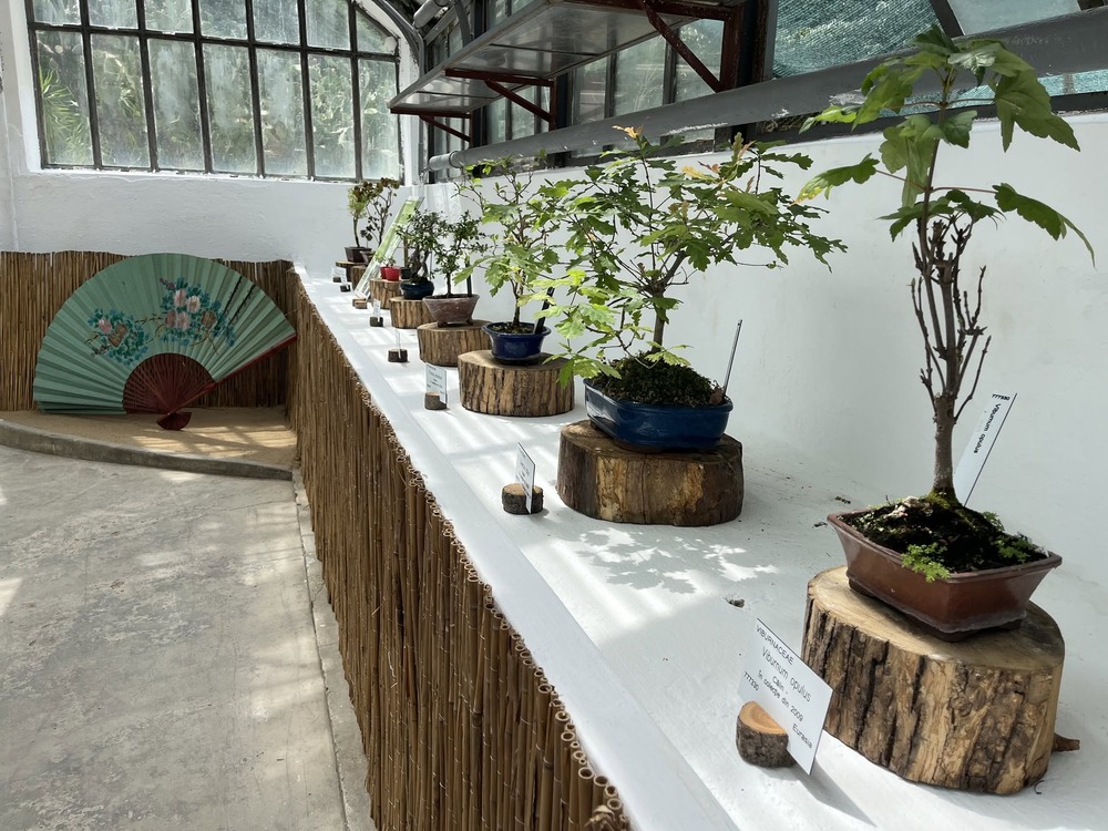 Peste 60 de bonsai sunt expuși la Grădina Botanică / Foto: Grădina Botanică „Alexandru Borza”- Facebook