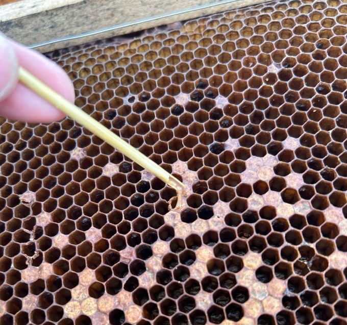 Focar de Loca americană în județul Cluj! Apicultorii