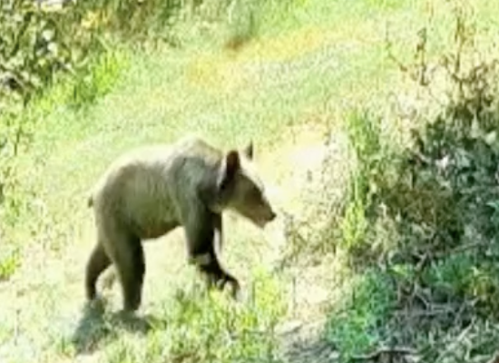 Un urs a fost observat în apropierea unei gospodării din satul Dealu Mare